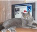 Фотография в Домашние животные Услуги для животных Очаровательный голубой с серебром кот скоттиш-страйт в Заволжье 1 000