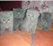 Продаю котят скотиш-фолд и скотиш-страйт 169104  фото в Дзержинске