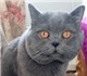 Увидеть foto Вязка Вязка кошек Шотландский прямоухий опытный кот на вязку 4228740 в Москве Фотография в Домашние животные Вязка Предлагаем вязку с шикарным шотландским прямоухим в Москве 2 000