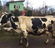 Скачать изображение Другие животные Продаю породистую корову (30л, молока/день) 4037875 в Москве Изображение в Домашние животные Другие животные Продаю чистопородную корову. Порода черно-пестрая, в Москве 120 000