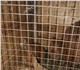 Просмотреть foto Грызуны Крольчата 3382046 в Москве Фотография в Домашние животные Грызуны Крольчата породы новозеландские красные, в Москве 500
