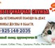 Новое foto Услуги для животных Ветеринарная помощь на дому и в клиниках, Вызов (выезд) ветеринара на дом от 500р, По Москве и области 3859666 в Москве Foto в Домашние животные Услуги для животных Ветеринарная помощь на дому и в клиниках. в Москве 500